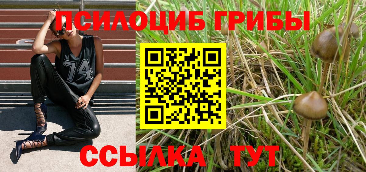 Норильск  Псилоцибиновые грибы Cubensis  Вход с VPN 
